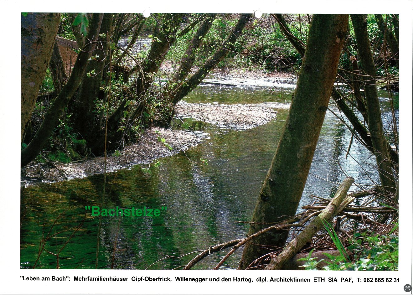 Bachstelze